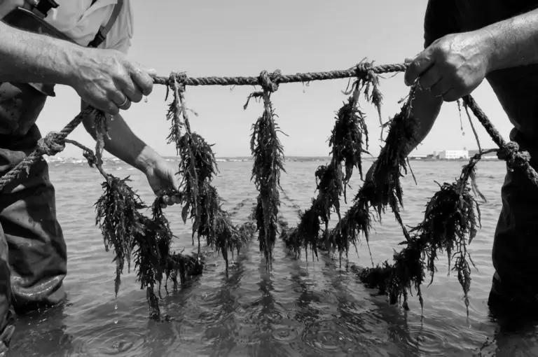 Fishermen harvesting seaweed from the ocean